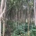 紫薇树地径6-7公分，来电优惠