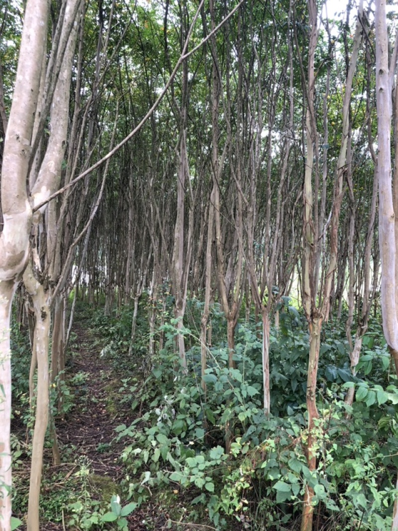 紫薇树地径6-7公分，来电优惠