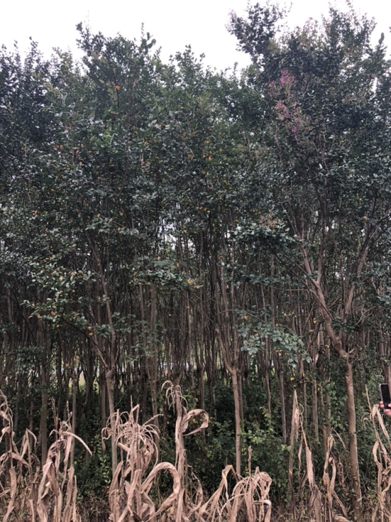 紫薇树地径6-7公分，来电优惠