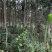 紫薇树地径6-7公分，来电优惠