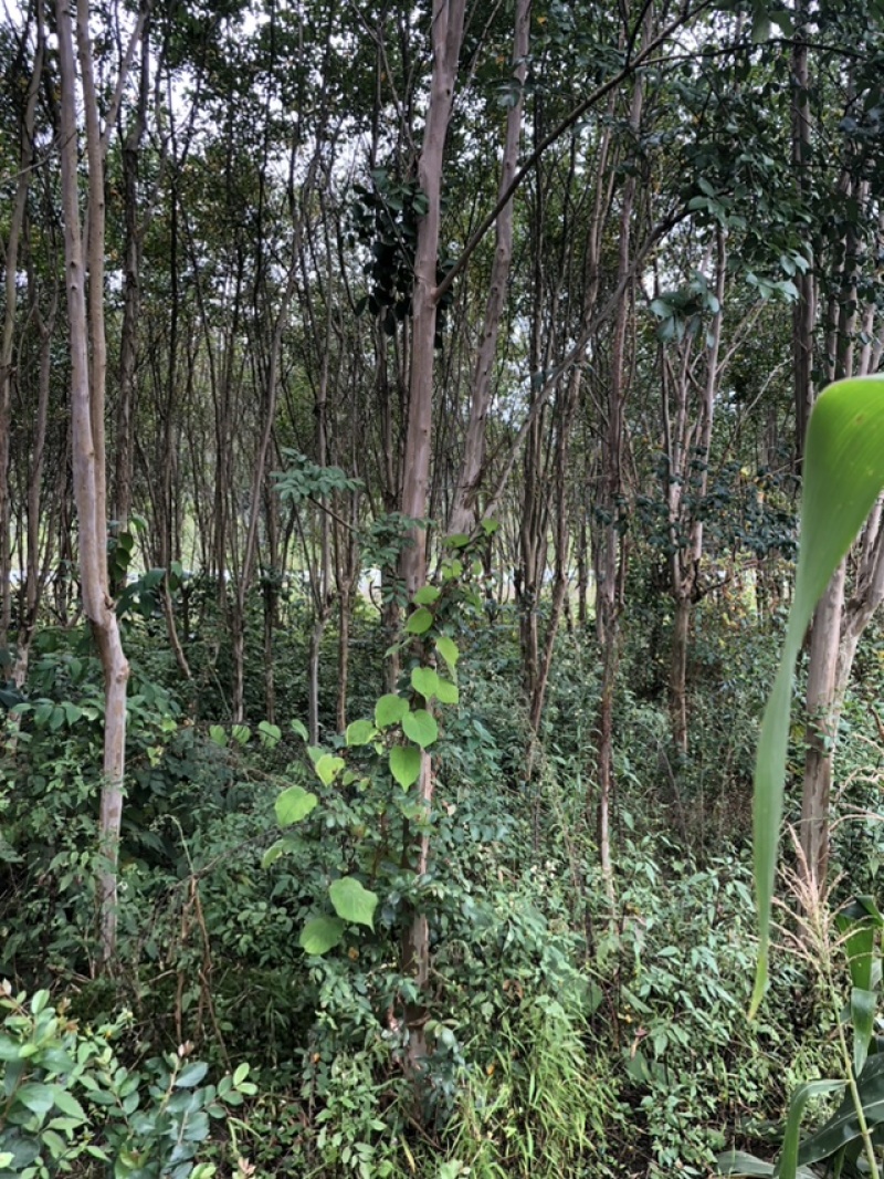 紫薇树地径6-7公分，来电优惠