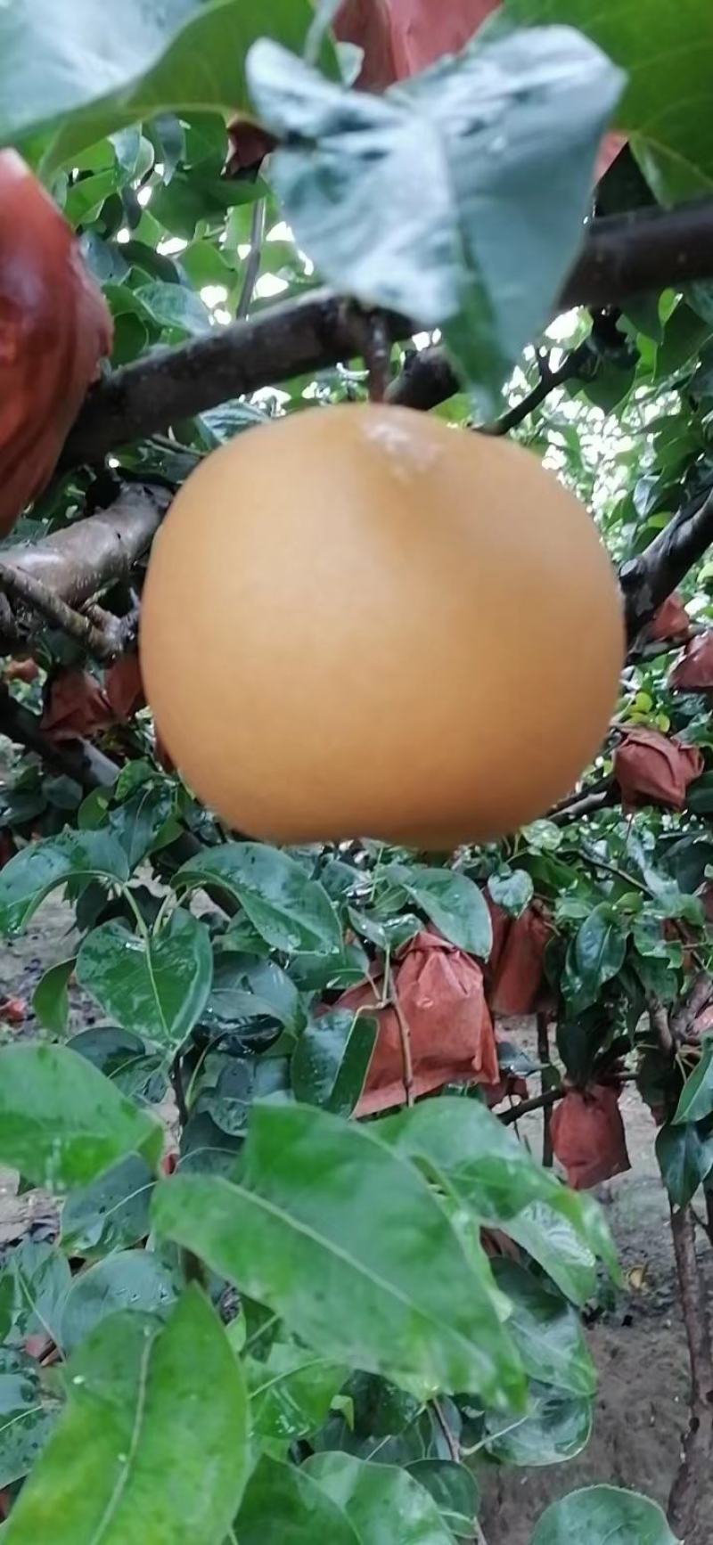 晚秋黄梨
