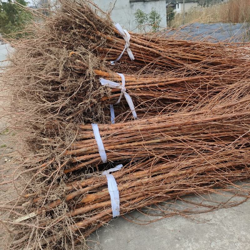 湖北省利川市忠路镇小河水杉之乡，水杉苗发源地