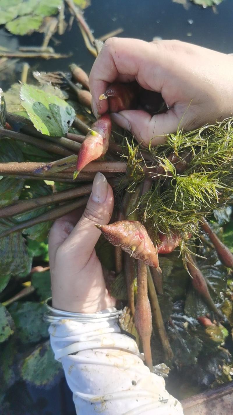 五河老菱角