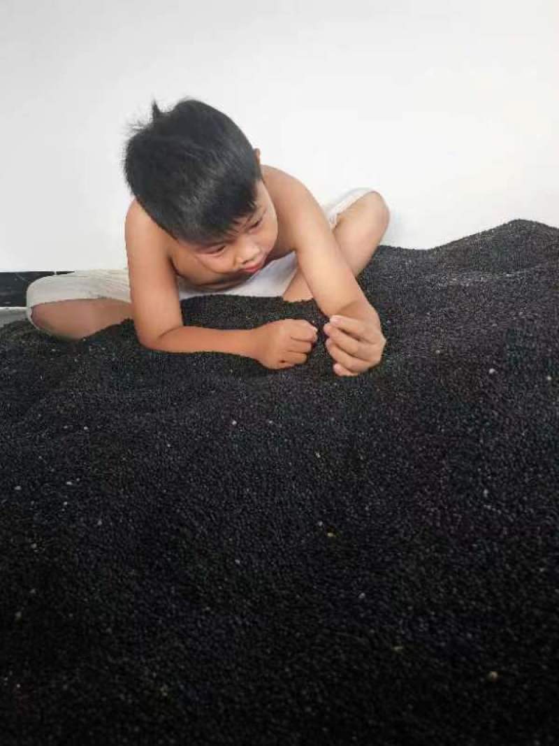 优质天冬种子产地直发大量供应