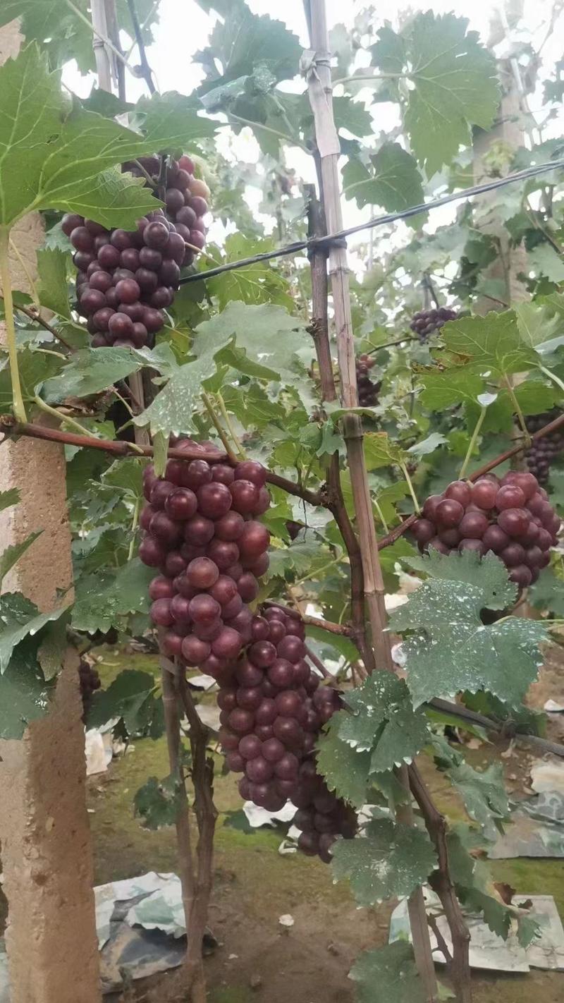 精品冷库巨峰葡萄优选葡萄大量供应颗粒大口感好保质保量