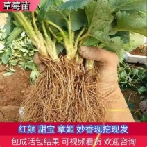 脱毒隨株香野草莓苗优质精品大苗现挖现发欢迎实地考察联系