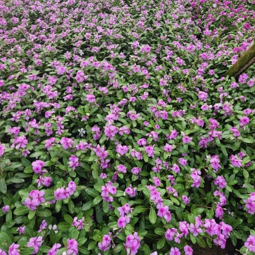 长春花