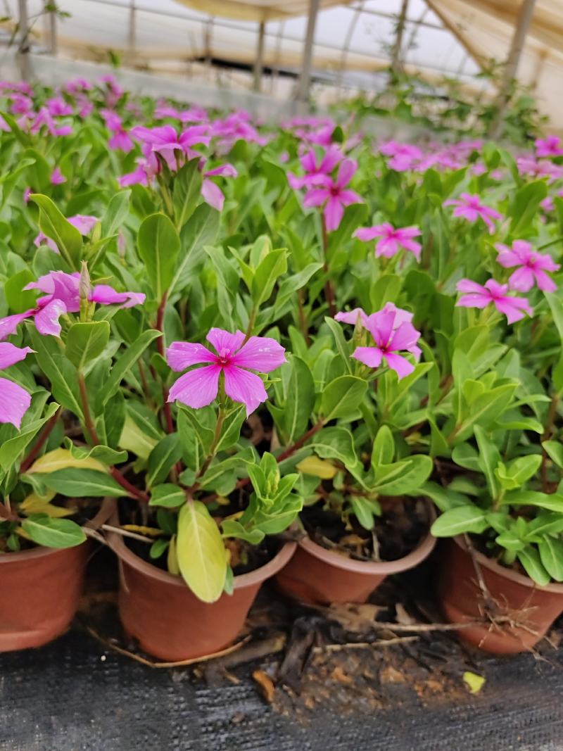 长春花