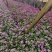 长春花