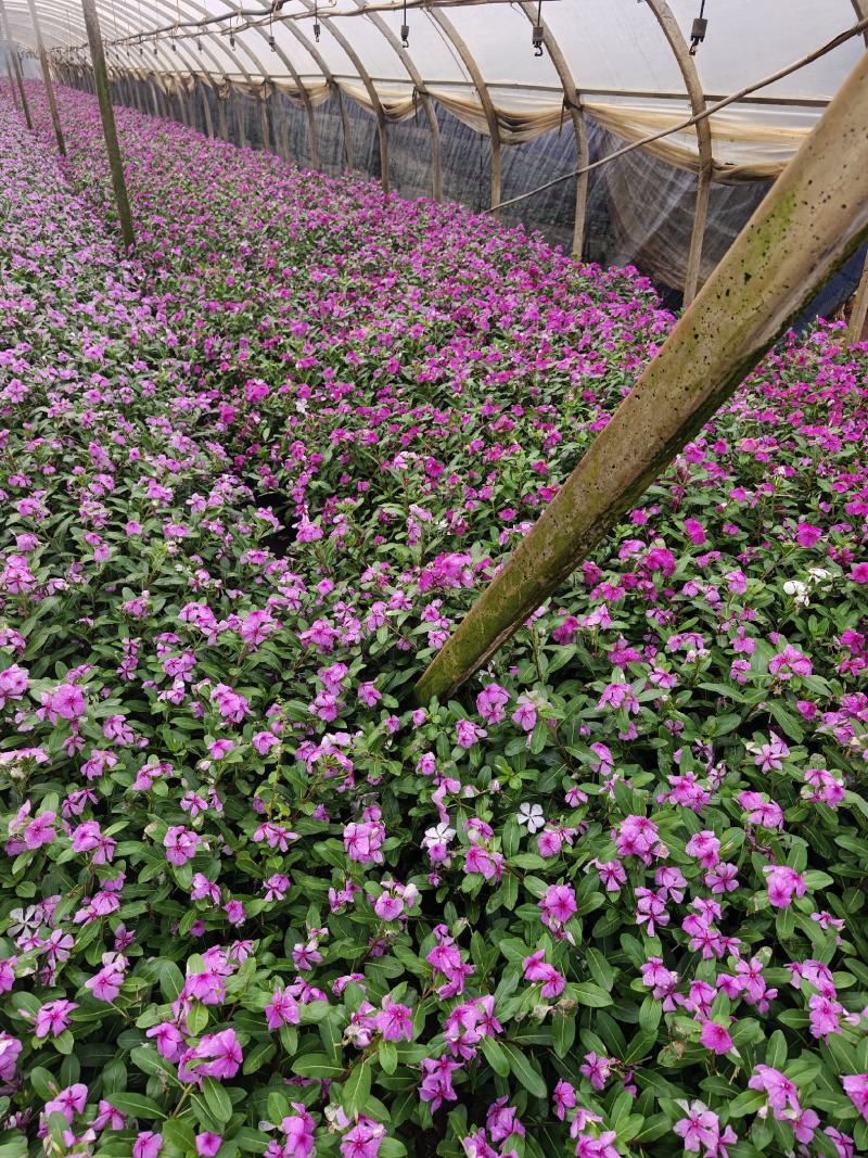 长春花
