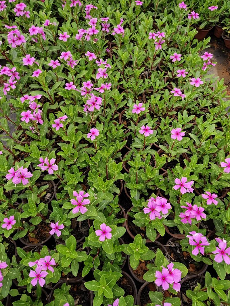 长春花