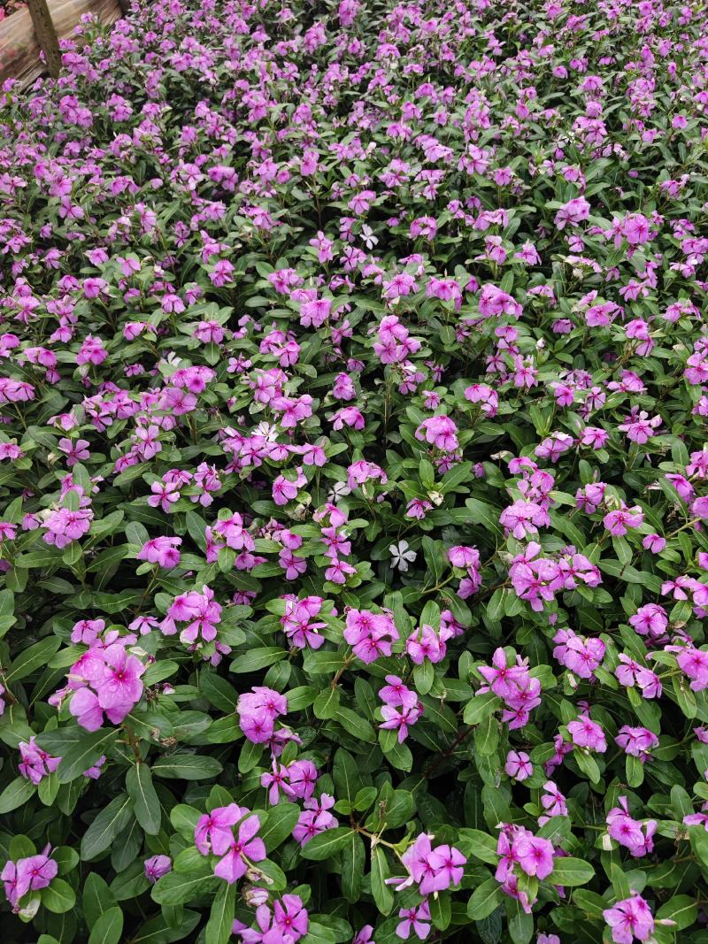 长春花
