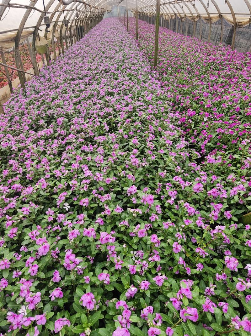 长春花
