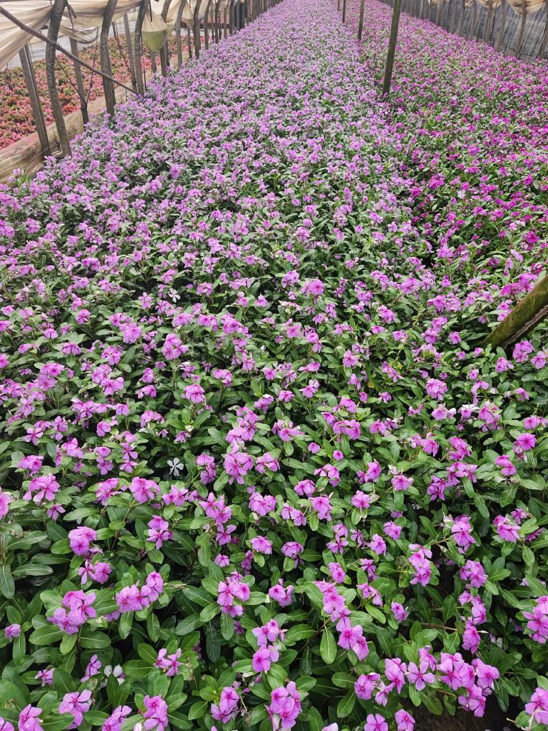 长春花