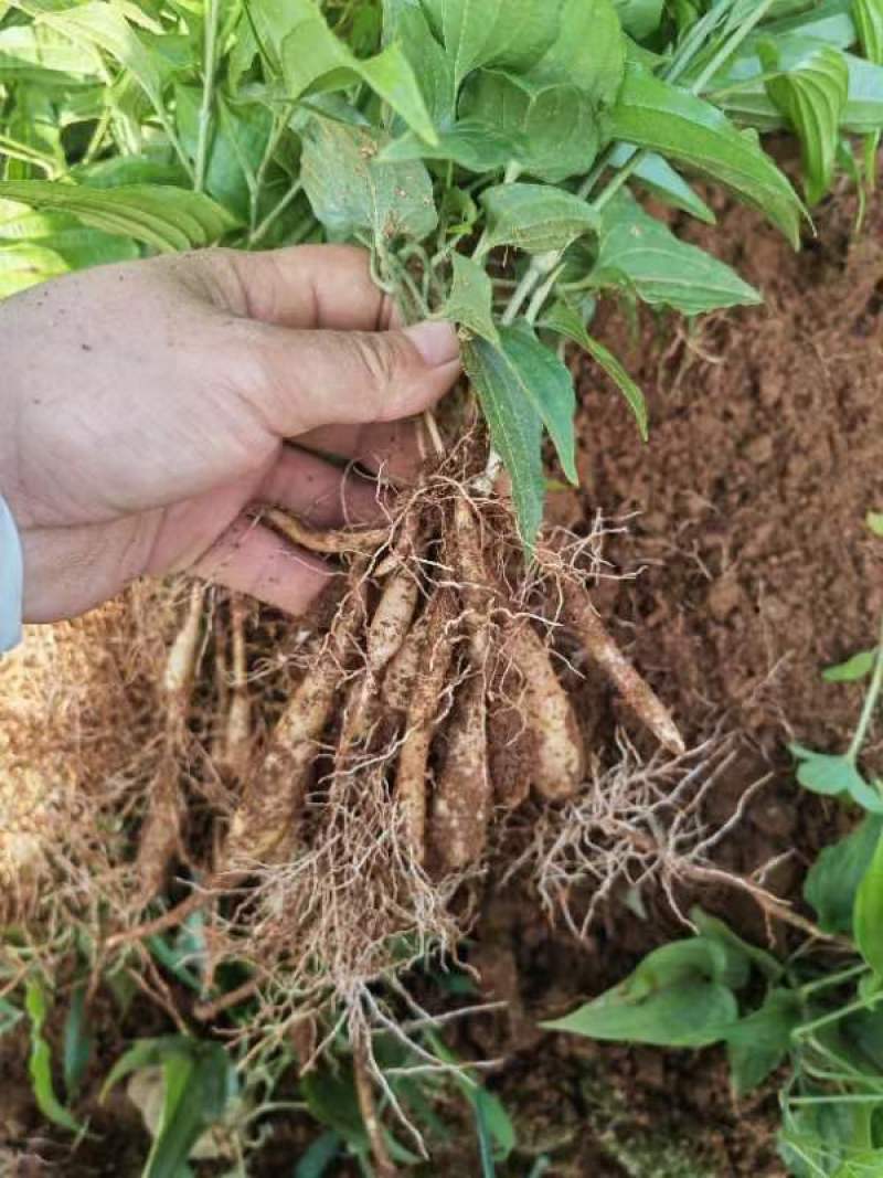 优质百部种苗大量供应