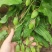 优质百部种苗大量供应