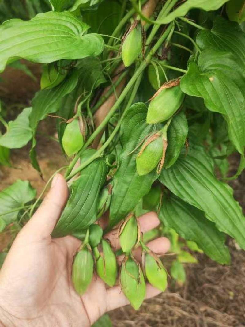 优质百部种苗大量供应