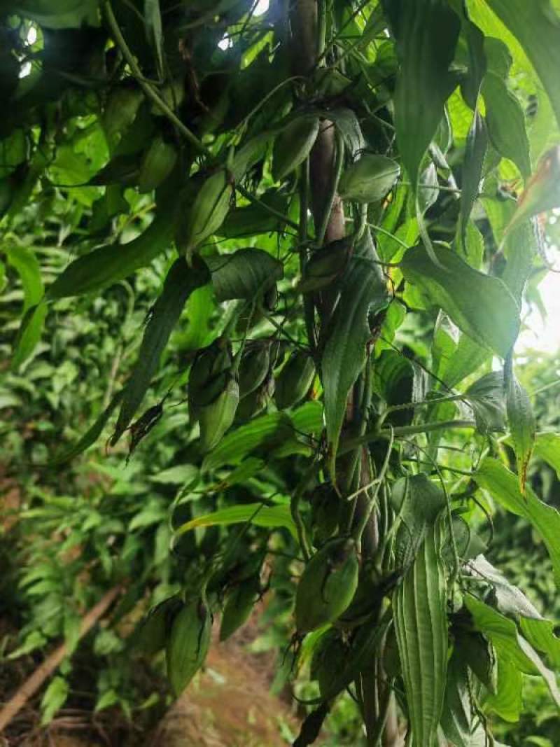 优质百部种苗大量供应