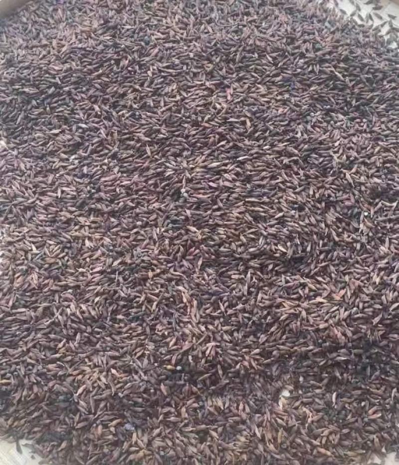 优质百部种苗大量供应