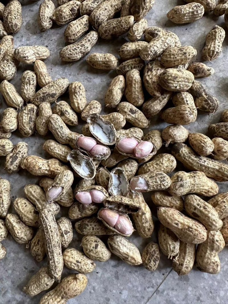 沙地花生-皮薄子大-无空壳-品质保障-支持验货-现场考察