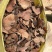 野生红肉土茯苓