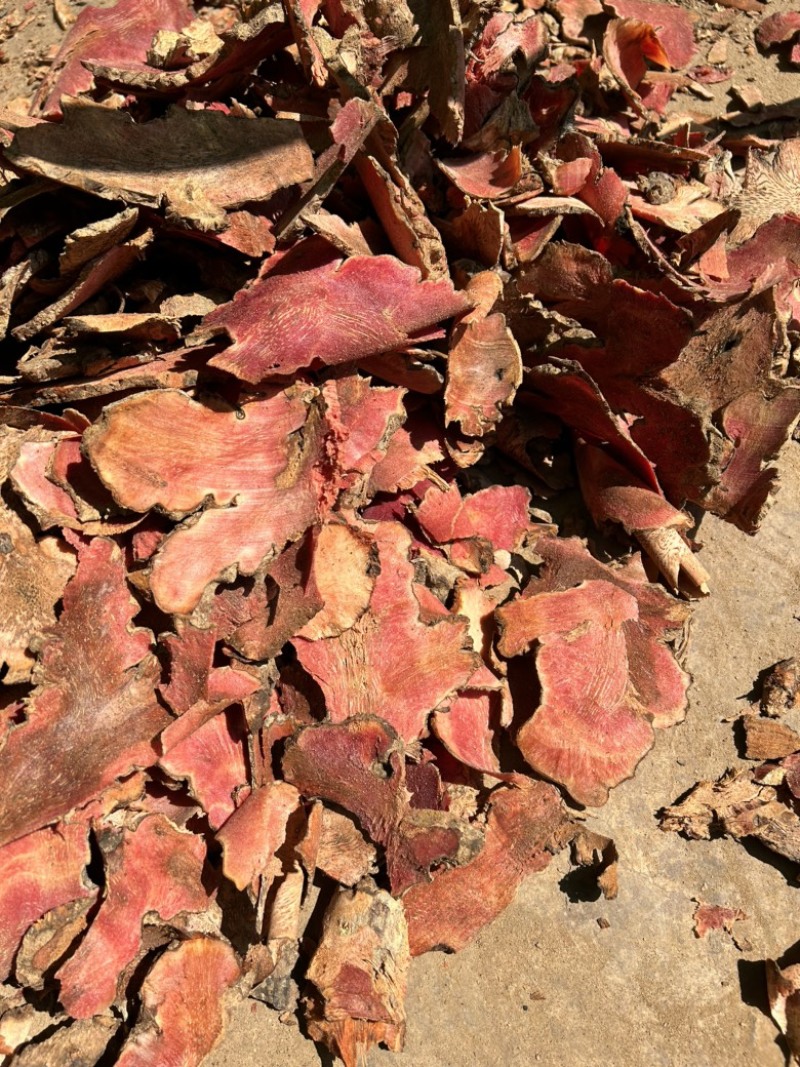 野生红肉土茯苓