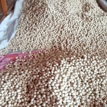 大树糯白果