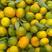 陕西汉中蜜橘大量供应产地直发多汁多肉现摘现发量大从优
