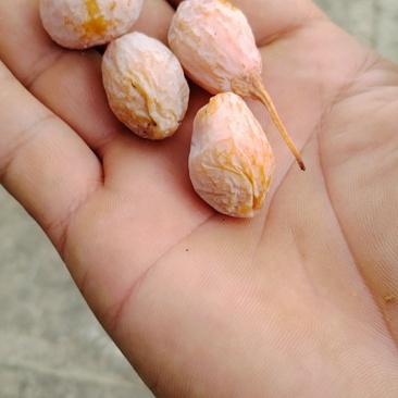 白果