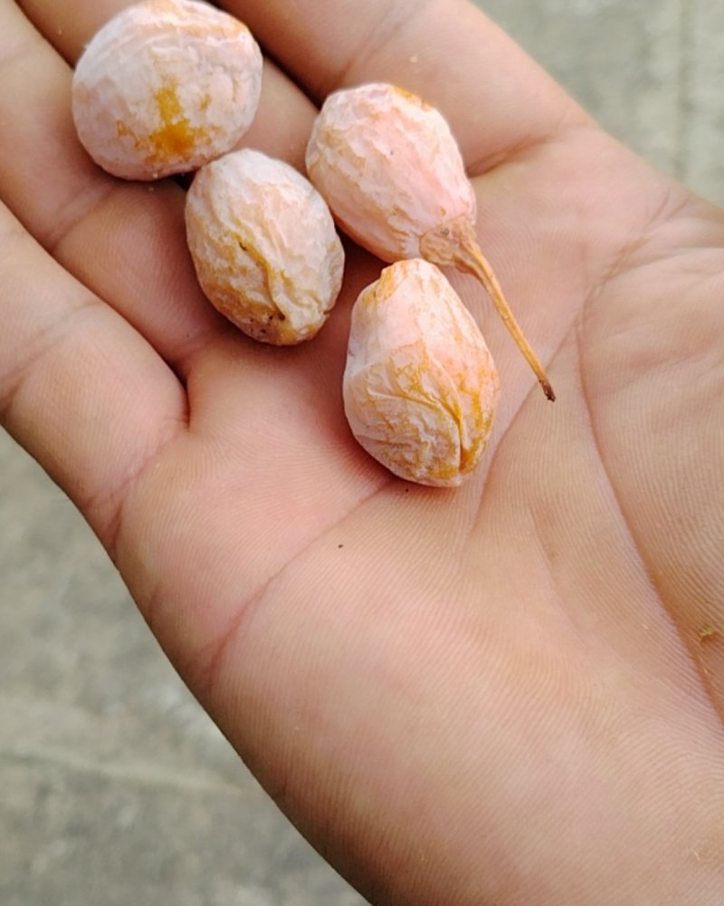 白果
