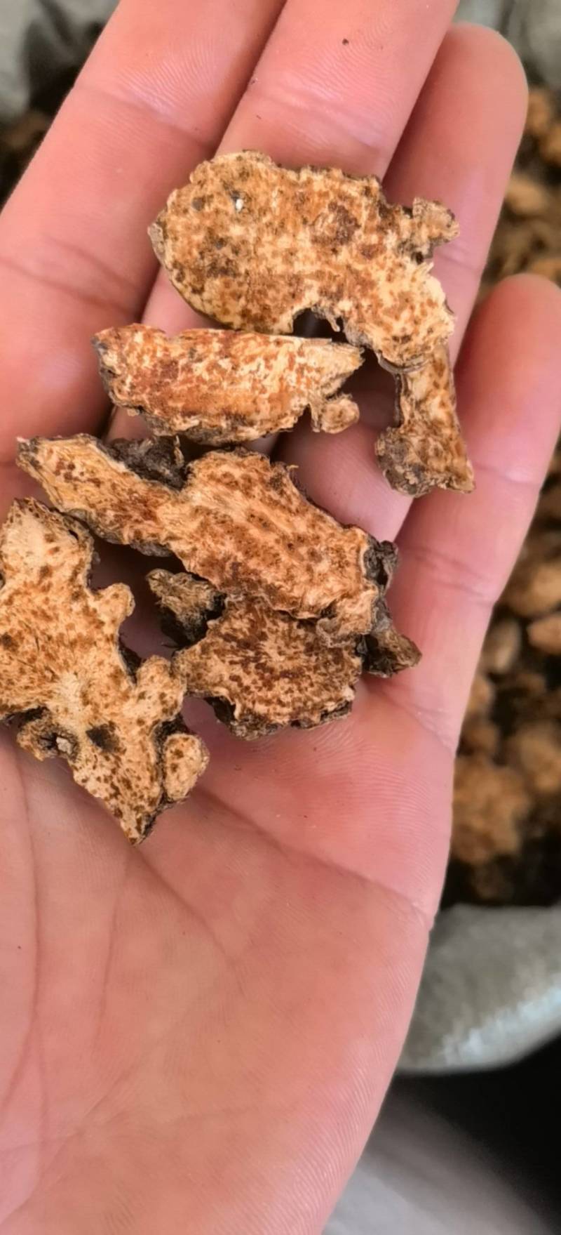 苍术朱砂点苍术选1000g起批关书药业