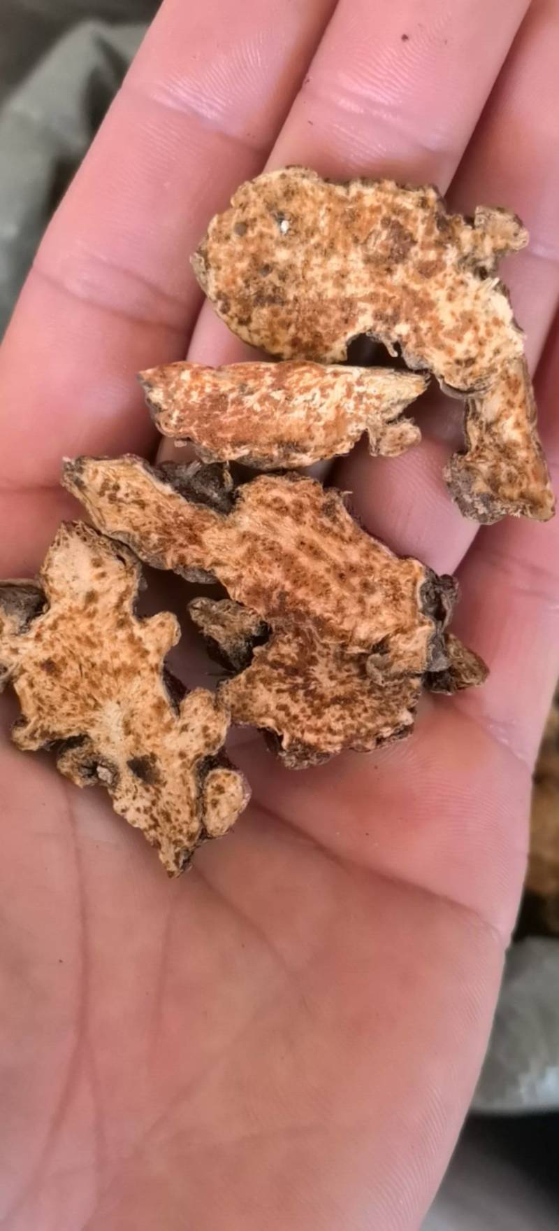苍术朱砂点苍术选1000g起批关书药业