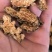 苍术朱砂点苍术选1000g起批关书药业