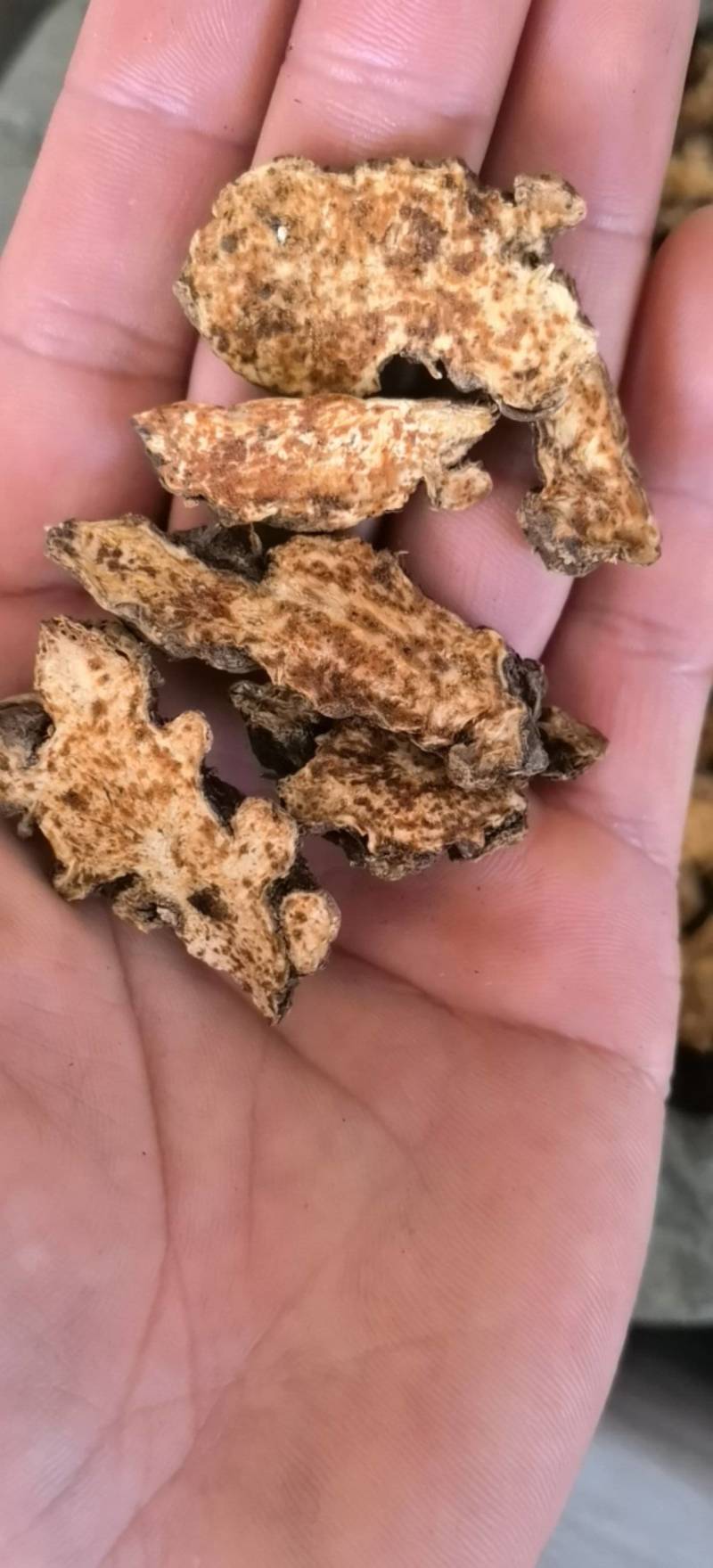 苍术朱砂点苍术选1000g起批关书药业