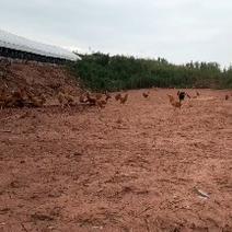 半野跑山鸡，养殖基地直供，保质保量，货源充足欢迎采购