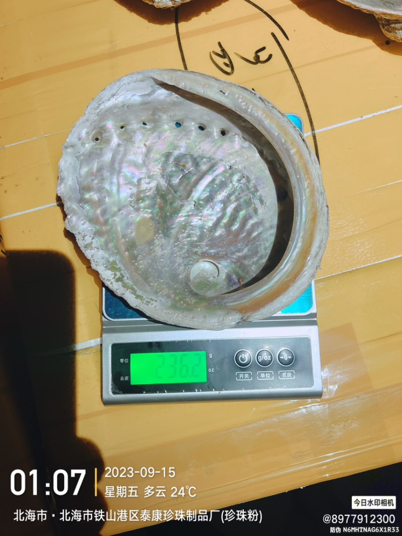 澳洲鲍鱼壳石决明