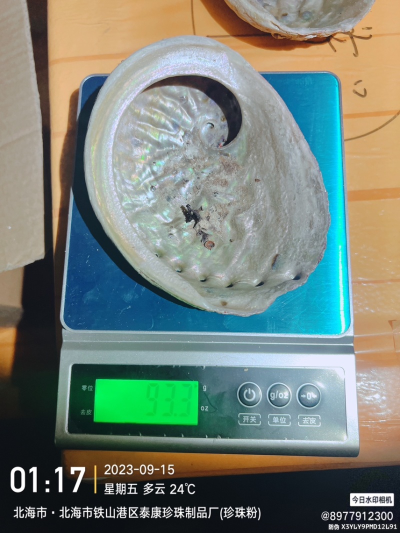 澳洲鲍鱼壳石决明
