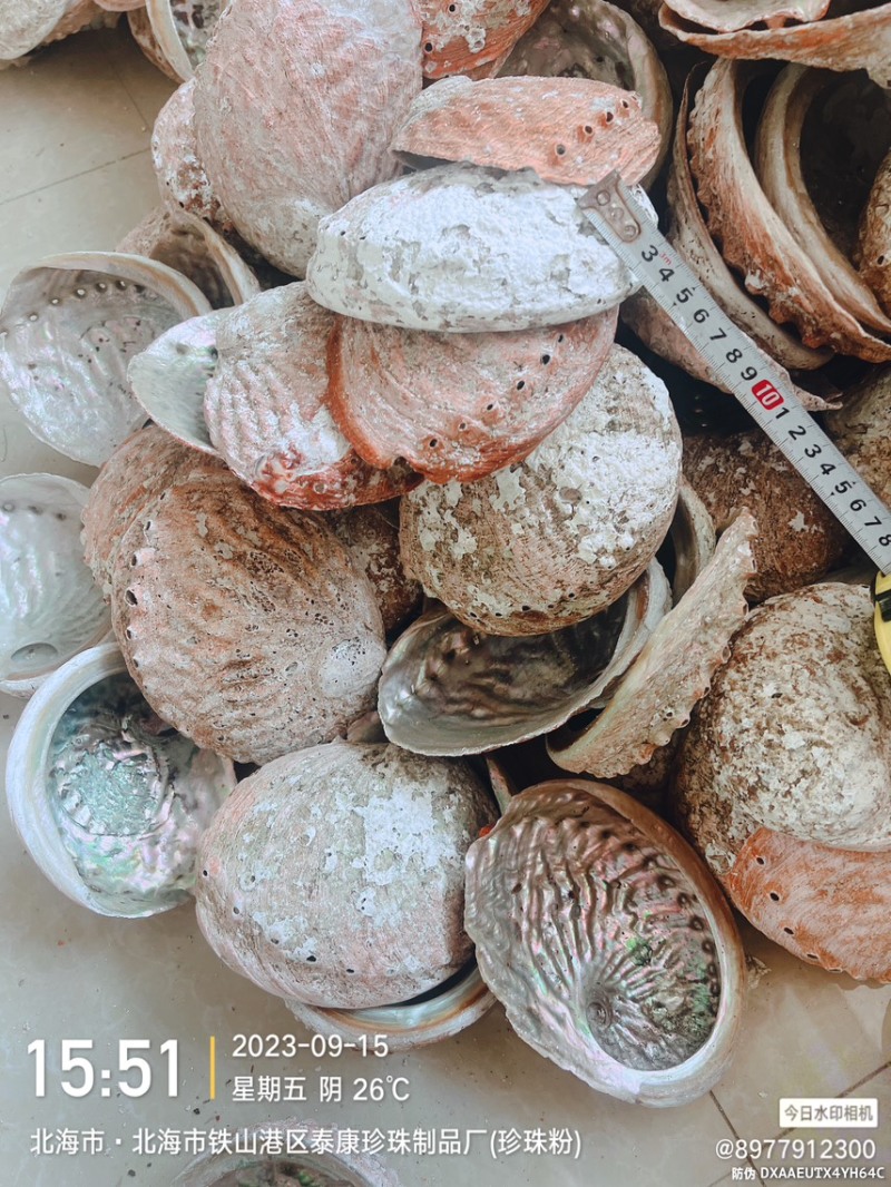 澳洲鲍鱼壳石决明