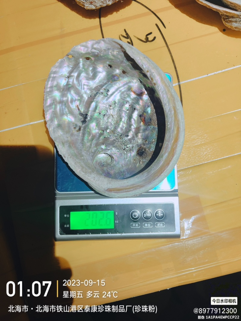 澳洲鲍鱼壳石决明