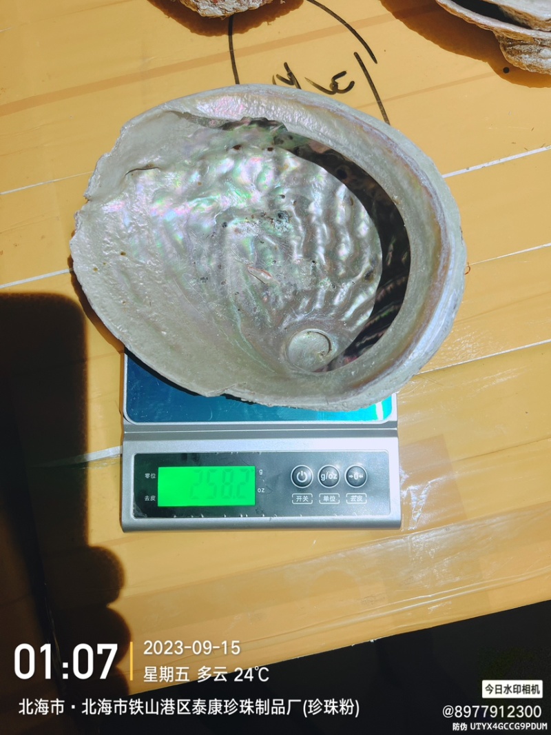 澳洲鲍鱼壳石决明