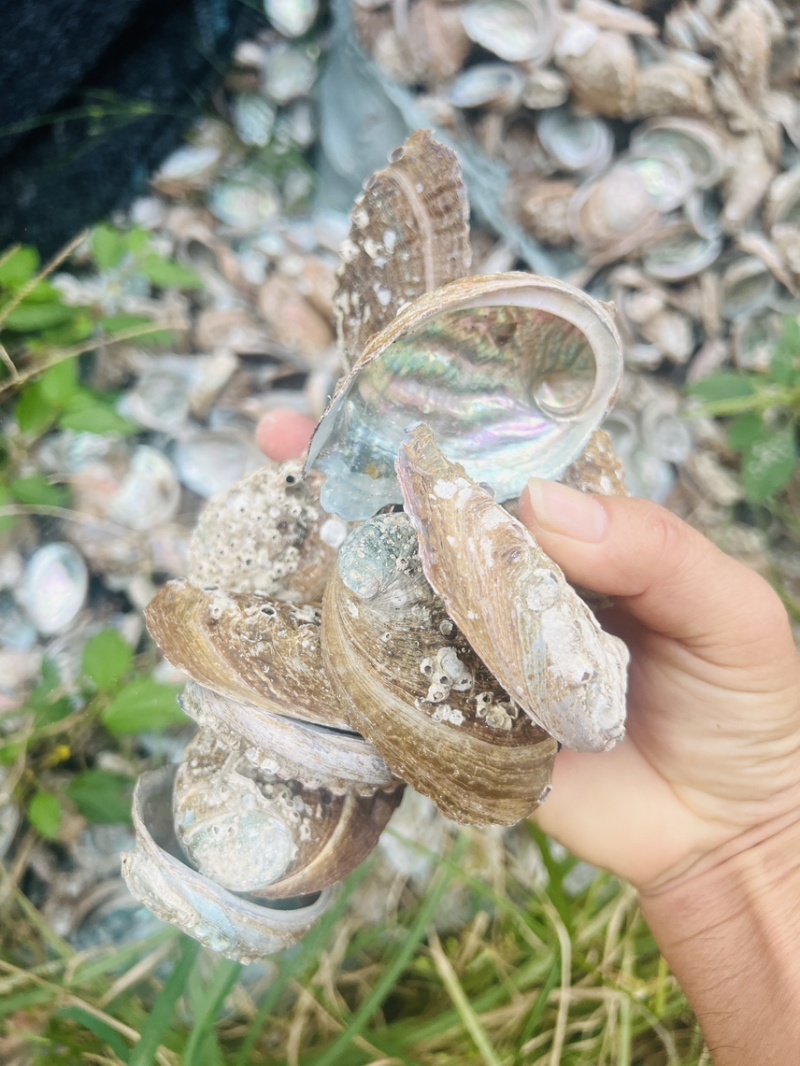 皱纹鲍鱼壳石决明