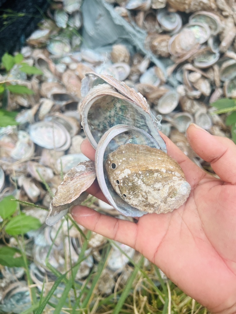 皱纹鲍鱼壳石决明