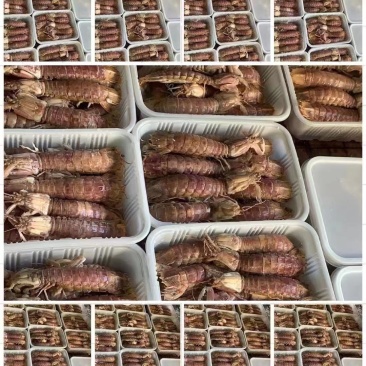 皮皮虾肉