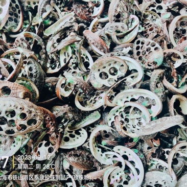 鲍鱼壳碎料免费送样石决明