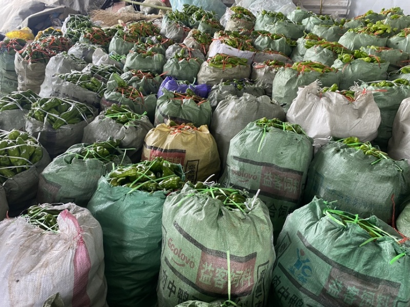 江苏薄皮青椒大量上市中质量保证诚信经营大量上市