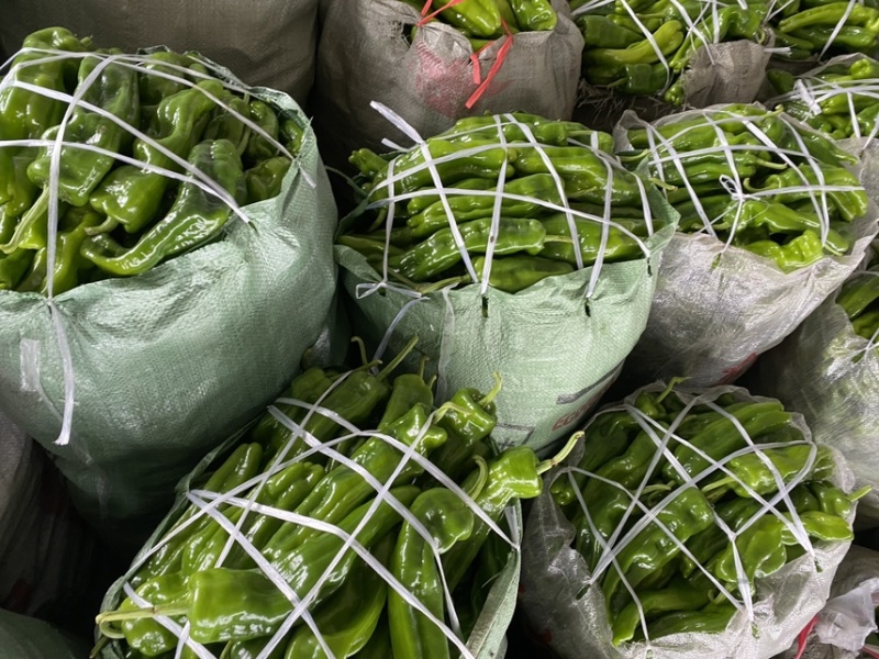 江苏薄皮青椒大量上市中质量保证诚信经营大量上市