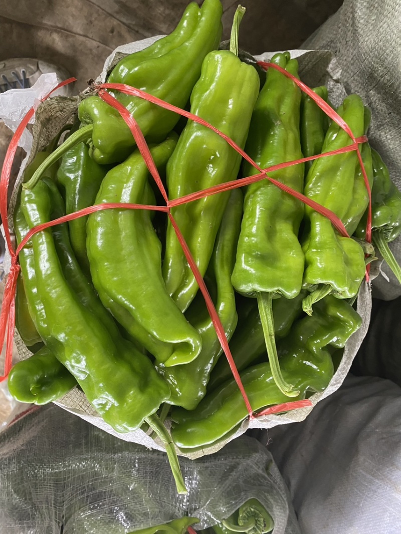 江苏薄皮青椒大量上市中质量保证诚信经营大量上市