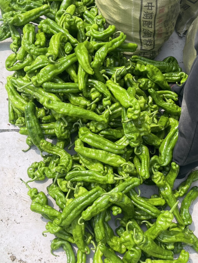 江苏薄皮青椒大量上市中质量保证诚信经营大量上市