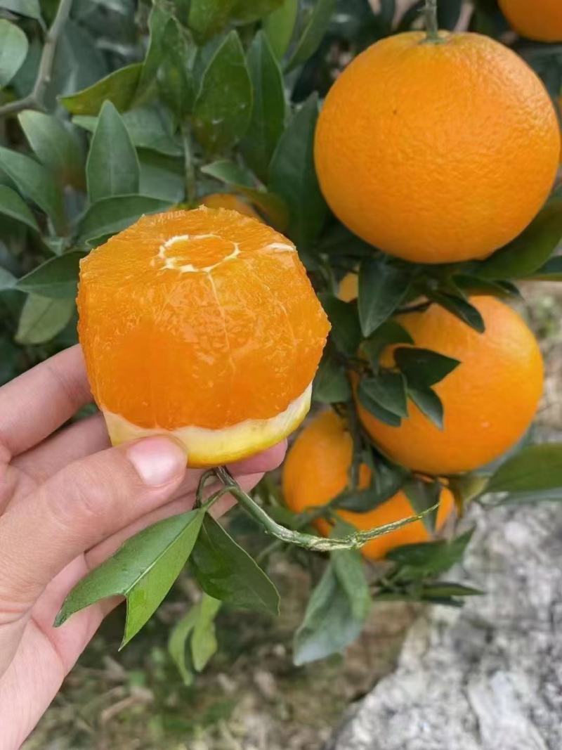 湖北秭归纽荷尔脐橙，九月红果冻橙，产地一手货源，